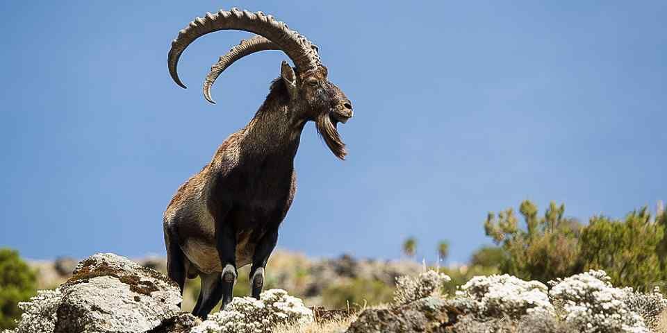 4-Day Simien Mountains Trek