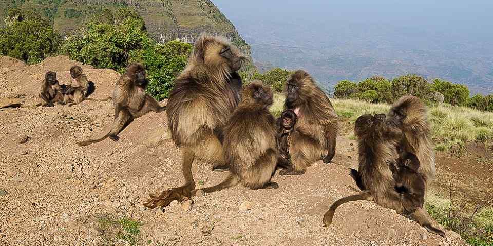 2-Day Simien Mountains Trekking